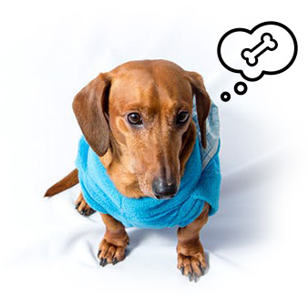dog-thinking