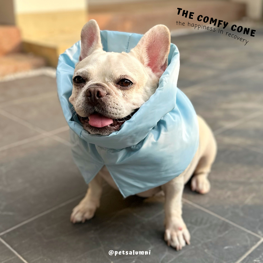 blue dog2